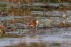 African Jacana....one of our favorites!!