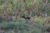 Eurasian  Moorhen