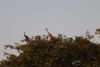 Herons