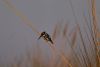 Pied Kingfisher