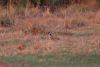 Blacksmith Lapwing!