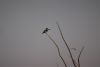 Kingfisher again!