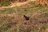 Black Crake