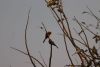 Bee-eater!