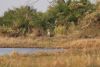 Wow....a leopard out in the open looking pretty peaceful!!