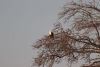 Fish Eagle
