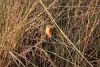 Malachite Kingfisher