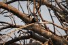 Pied Kingfisher