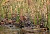 Jacana