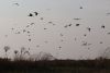 Storks going home for the night