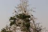 Yellow-billed Storks