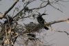 African Darter and young ones