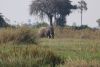 Big bull elephant