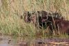 Cape Buffalo