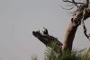 Fish Eagle