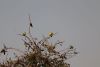 African Green Pigeon