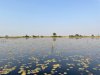 View of the Delta as we start our afternoon game drive!
