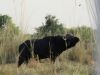 Cape Buffalo