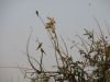 White-fronted Bee-eater