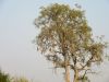 Sausage tree