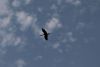 Love the stork silhouette flying against the sky