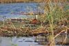 Jacana