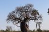 Next  day on our way to Vumbura Camp....this is a Baobab tree!!