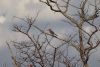 Southern Yellow-billed Hornbill