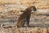 Kathy first spotted this leopard!!