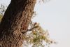 Crested Barbet