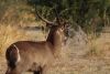 Waterbuck