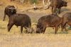 Lots of male fighting /bonding in this herd!!