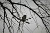 Pearl-spotted Owlet