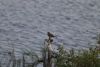 Southern Grey-headed Sparrow