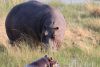 Hippos!!