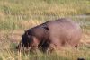 The bird is a Red-billed Oxpecker