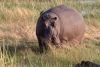 The bird is a Yellow-billed Oxpecker