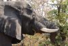 Look at those tusks!!