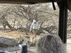 Ona tracking again.....this time some lions and dogs!!