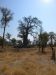 Baobab tree.....not many left...this one protected at the base