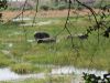 Hippos by our room in the afternnon