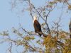 Fish Eagle