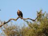 Juvenile Fish Eagle