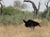 Male ostrich