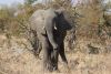 More broken tusks!