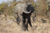 Another large herd of elephants coming down to the river
