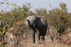 Botswana Okavango Delta Kings Pool Camp, part 4