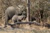 Plenty of babies/juveniles protecting the adults:)))