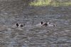 Lots of hippos!!