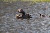 Finally caught a big hippo yawn, albeit from the side!!